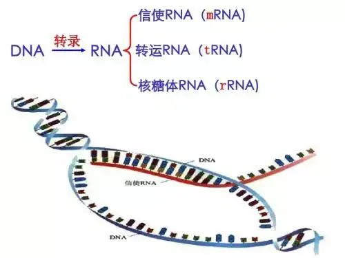 深度解码：一文读懂新冠疫苗研发五大技术路线及应用前景