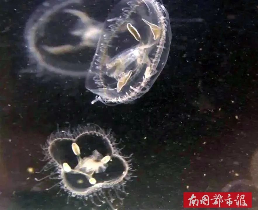 太美了！五指山发现疑似“水中大熊猫”桃花水母