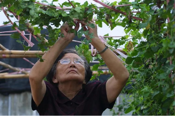 尴尬！网友种出一百年前顶级西瓜，猪都不吃……今天，我们必须谢谢91岁的“甜瓜奶奶”！