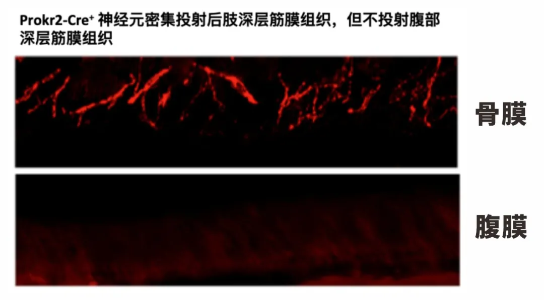 历史性突破！针灸研究登上Nature，哈佛华人学者为穴位存在提供现代神经解剖学基础