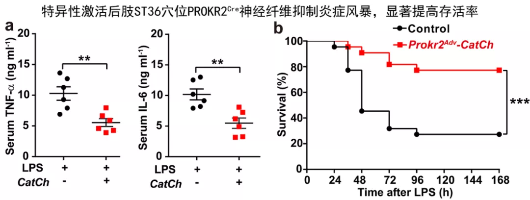 历史性突破！针灸研究登上Nature，哈佛华人学者为穴位存在提供现代神经解剖学基础