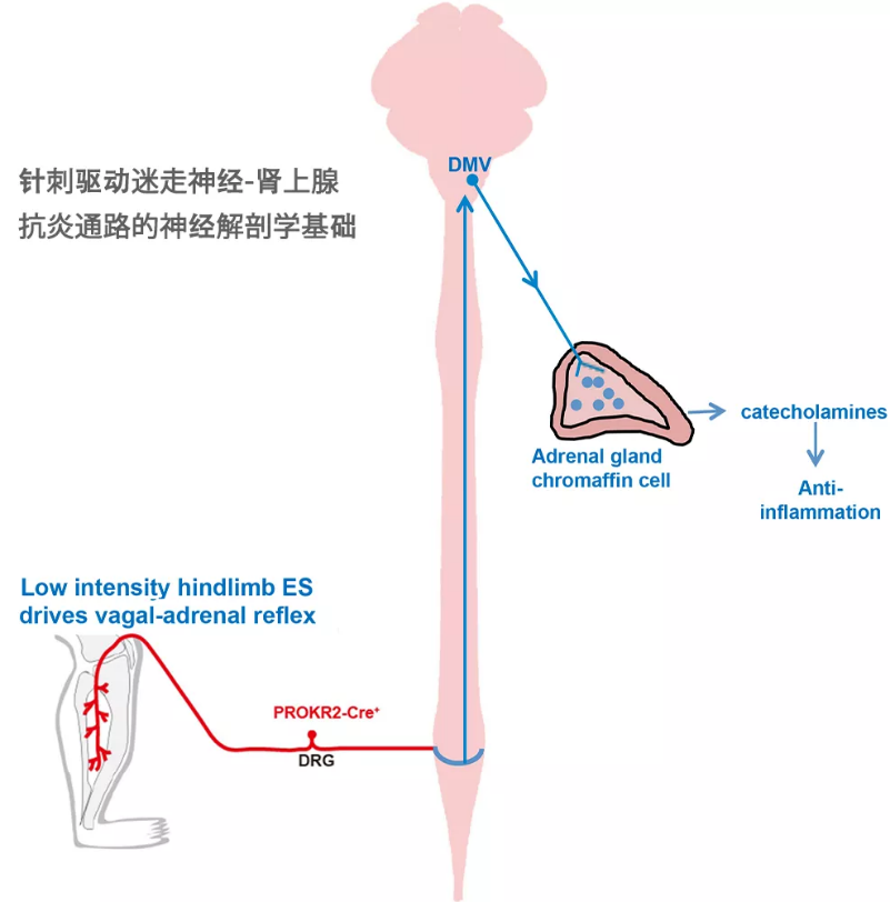 历史性突破！针灸研究登上Nature，哈佛华人学者为穴位存在提供现代神经解剖学基础