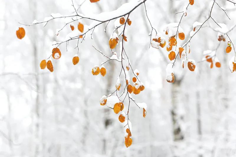 立冬  我有雪，你有故事吗？